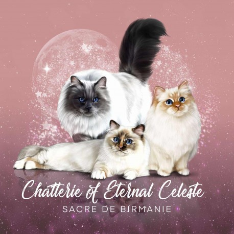 Commande Eternal Celeste